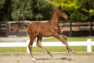 PrincessDile_(Ingocnito X United)-6