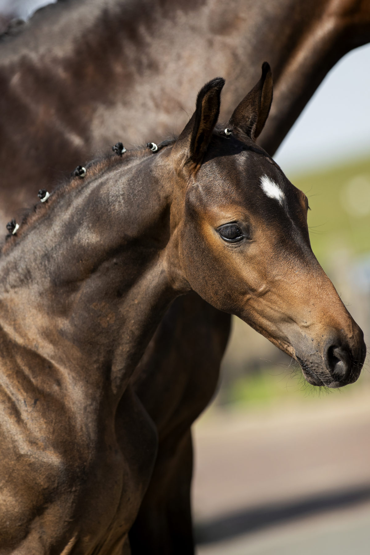 Ubayashi de Tamise_(Millenium X Sandro Song)-1