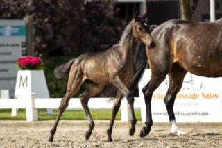 Ubayashi de Tamise_(Millenium X Sandro Song)-2