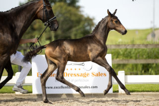 Ubayashi de Tamise_(Millenium X Sandro Song)-5