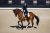 Colt Sollenburg Grand Prix horse Excellent Dressage Sales EDS horse