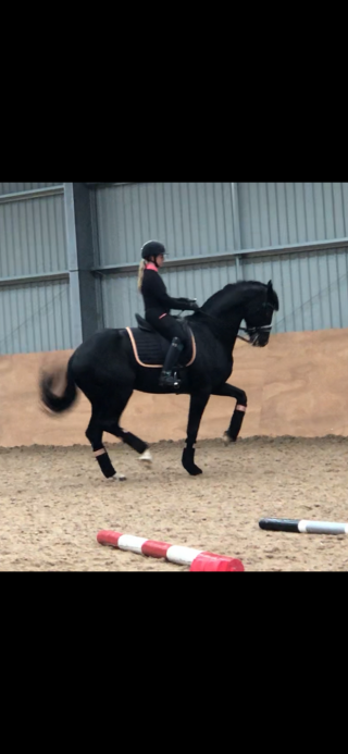 Veilingtopper Excellent Dressage Sales - dressuurpaard
