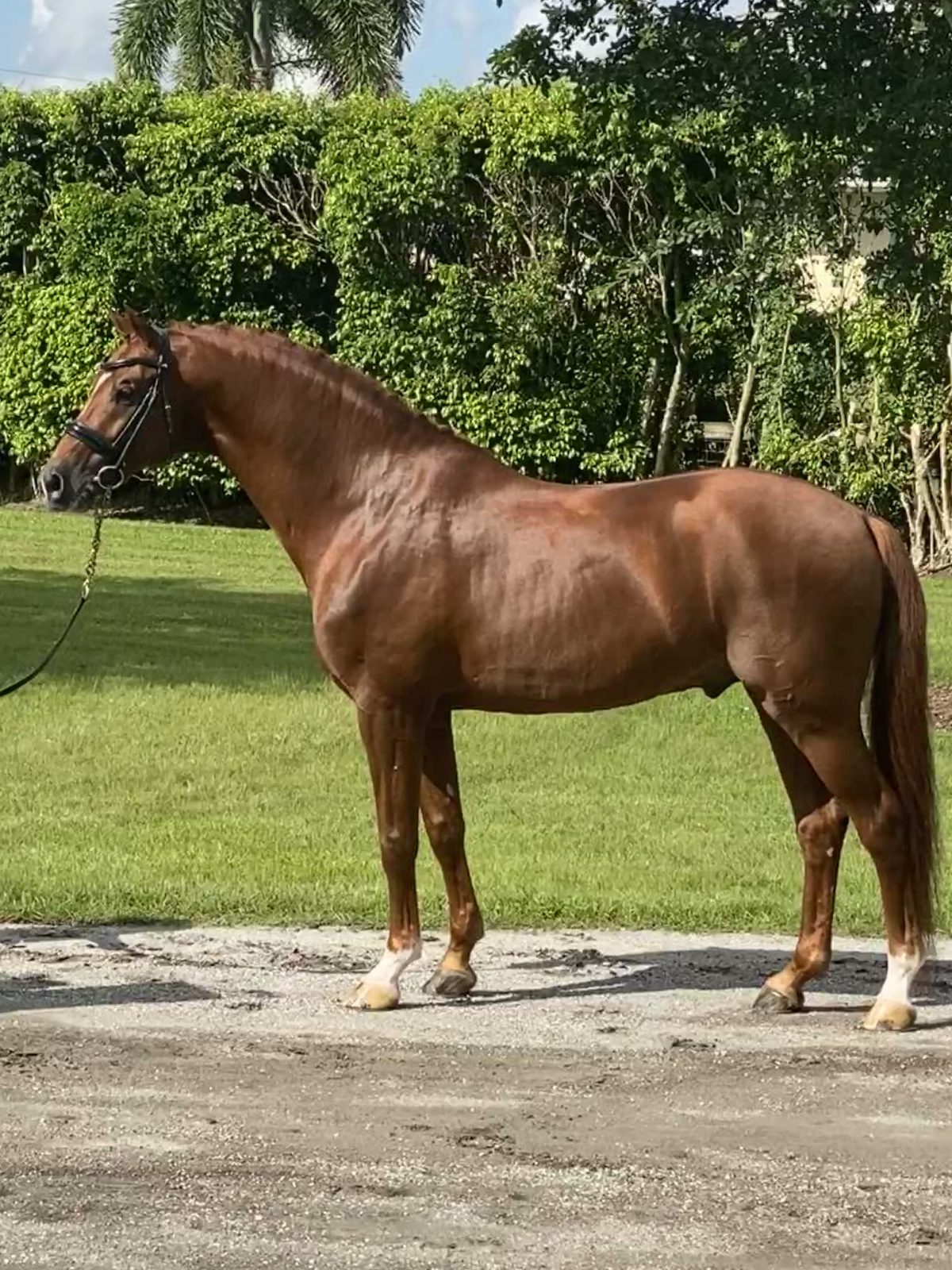 Five Star conformation standing