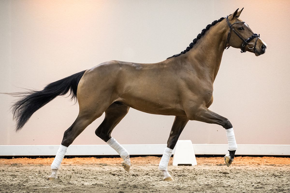 Nilano_DreamboyXjazz-04