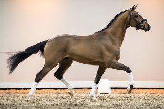 Nilano_DreamboyXjazz-04