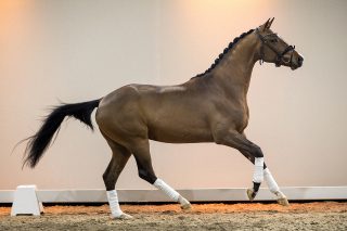 Nilano_DreamboyXjazz-05