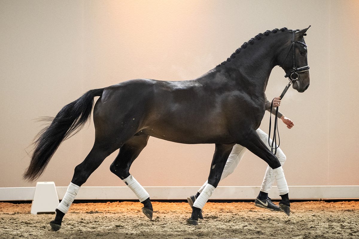 NoLimit_TotalUS X Vivaldi-02