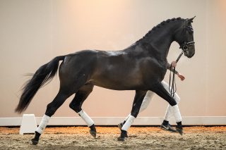 NoLimit_TotalUS X Vivaldi-02