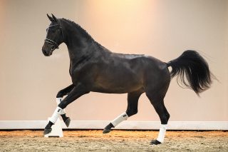 NoLimit_TotalUS X Vivaldi-05