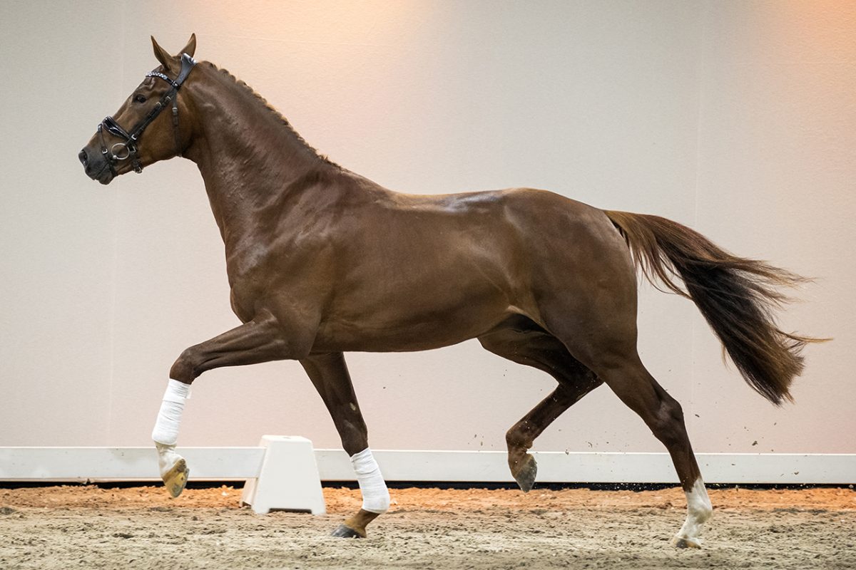 NocinoTC_Dreamboy X United-05