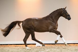 NocinoTC_Dreamboy X United-06