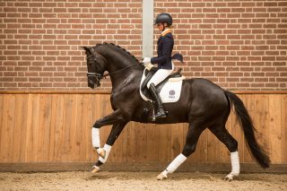 KWPN hengst Four Legends – Excellent Dressage Sales