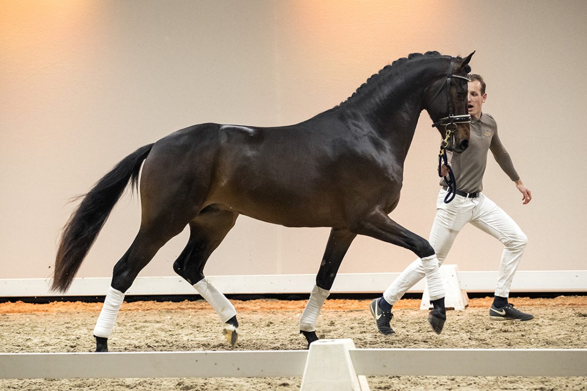 NandoJK_IngocnitoXGalaxie-02