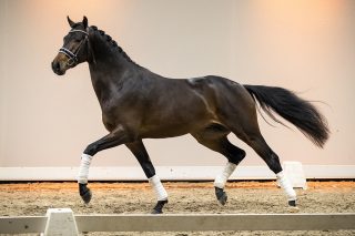 NandoJK_IngocnitoXGalaxie-03