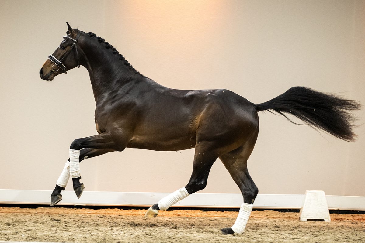 NandoJK_IngocnitoXGalaxie-05