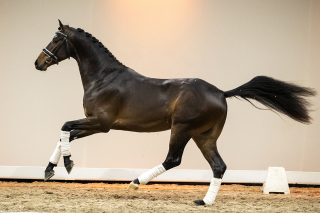 NandoJK_IngocnitoXGalaxie-05