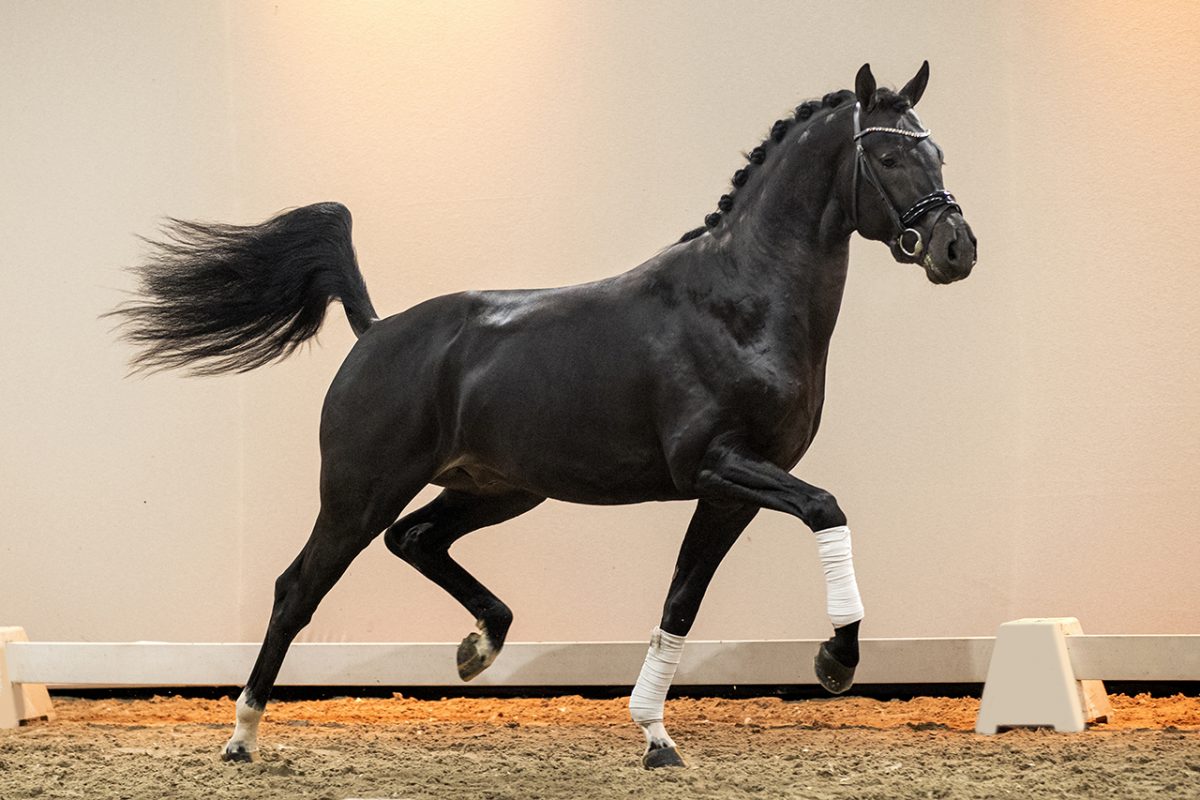 Nayan_Dreamboy X Voice-03