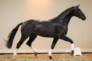 NeilDiamond_DailyDiamond-03