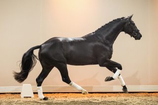 NeilDiamond_DailyDiamond-06