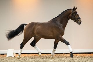 NiksonW_EbonyXBlueHorsZatchmo-04