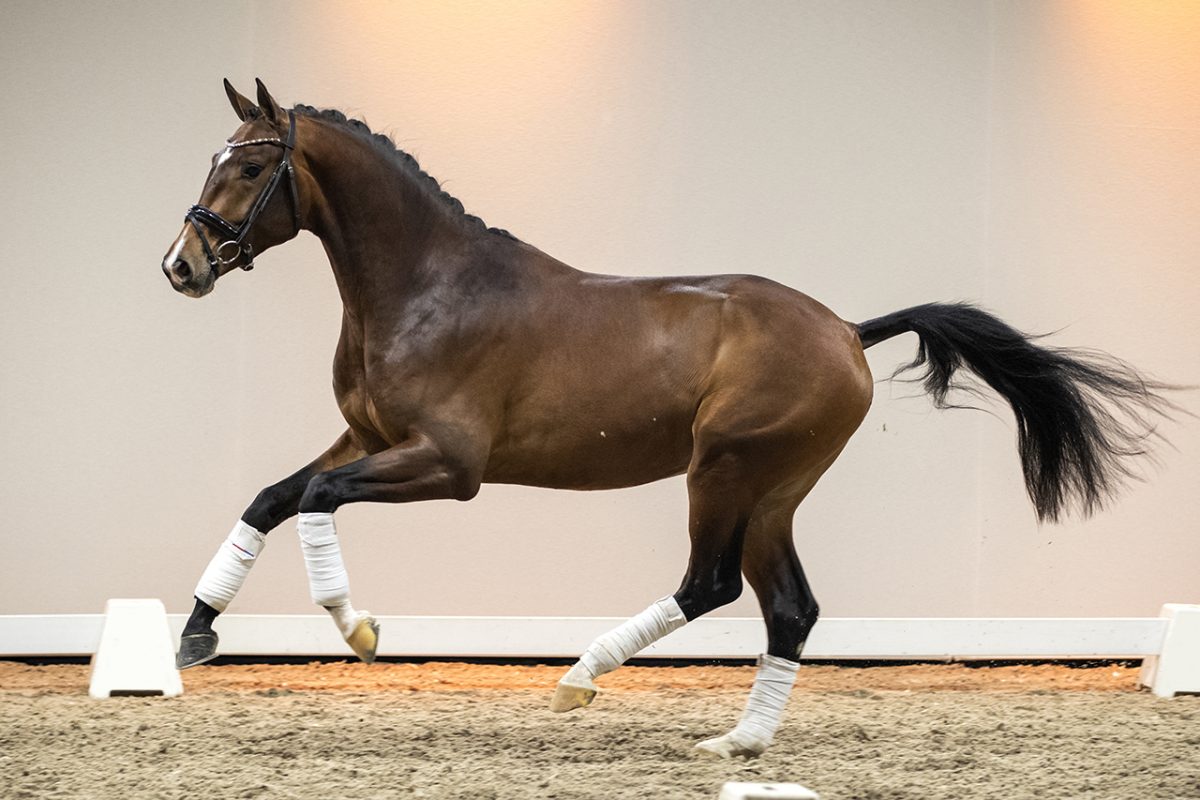 NiksonW_EbonyXBlueHorsZatchmo-05