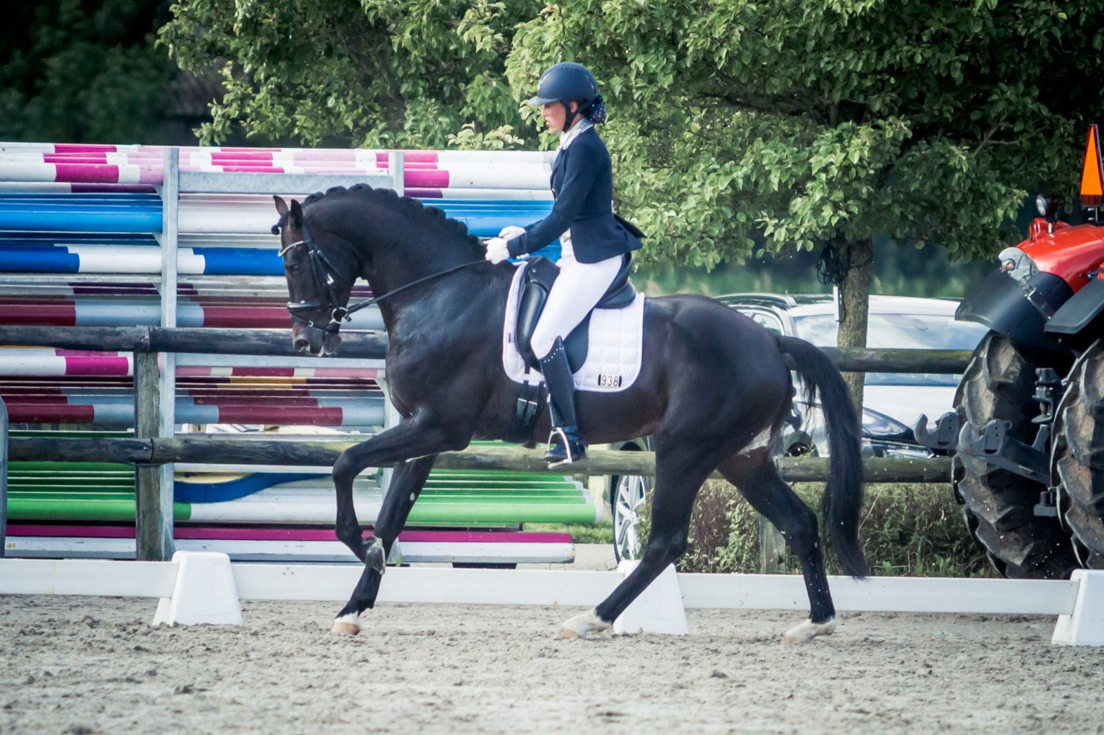 dressage horse Escobar Kim Thijssen