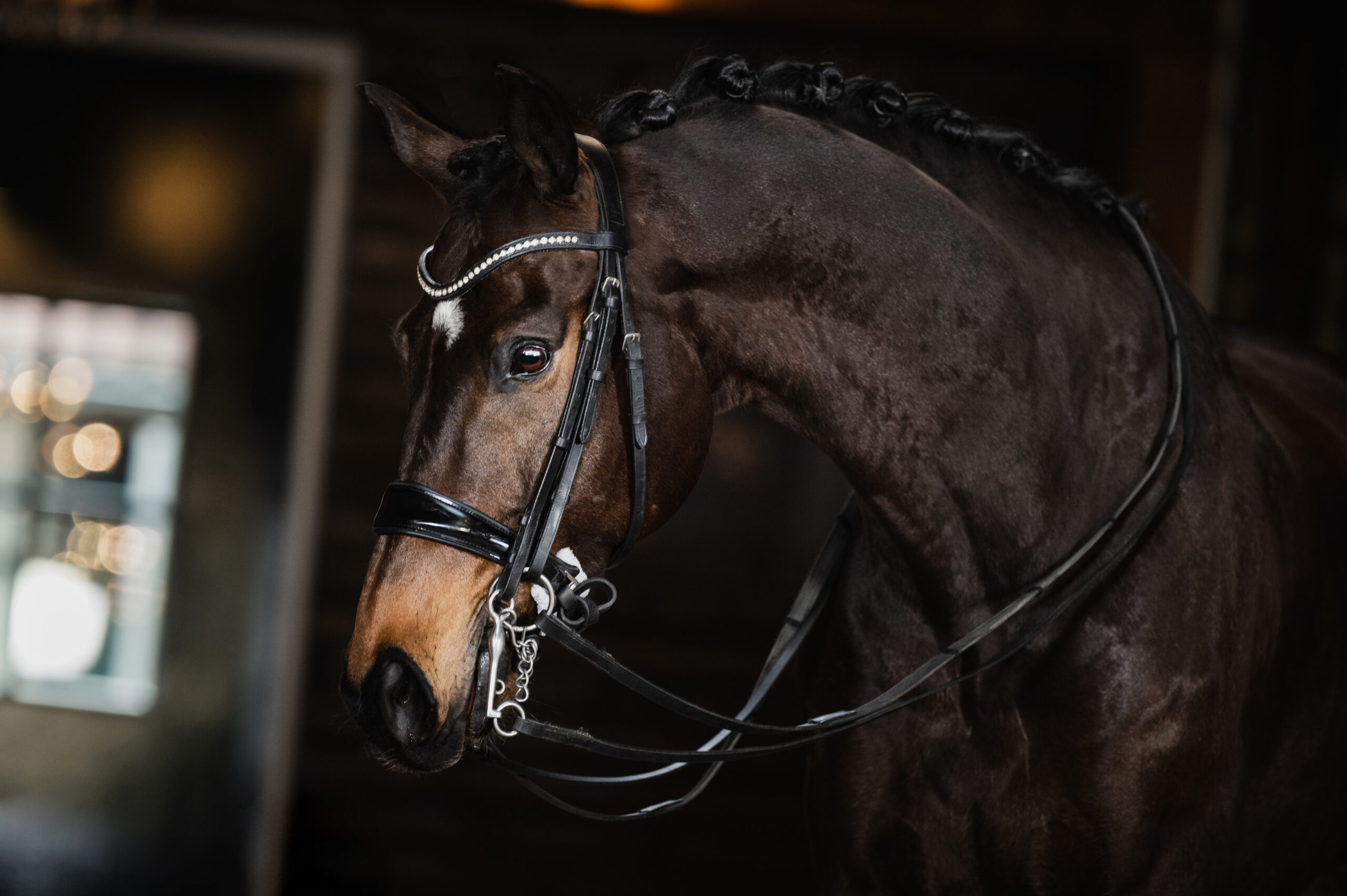 Foto 3 – Izaak (Zhivago x Highline)