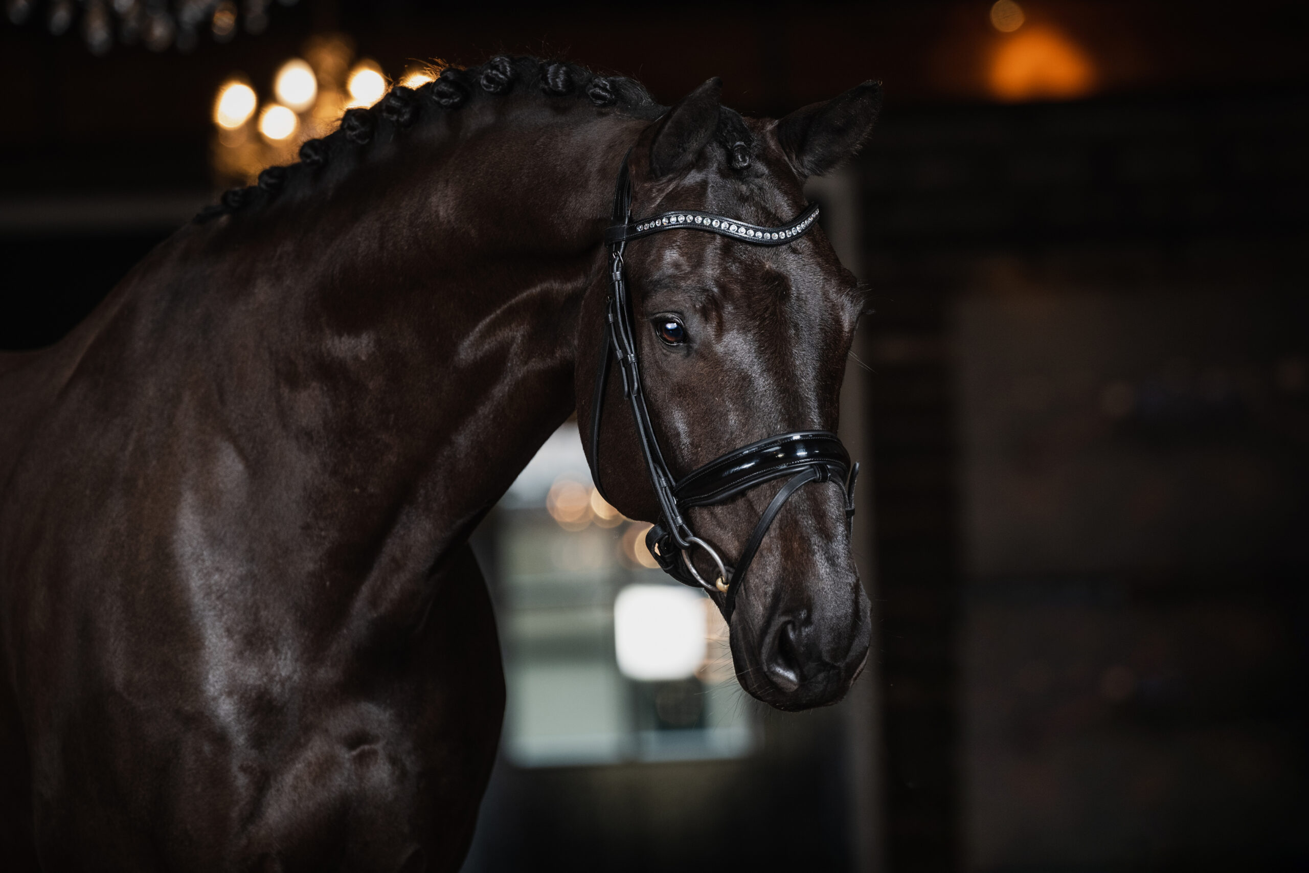 Foto 3 – Kioto (Govenor x Negro)