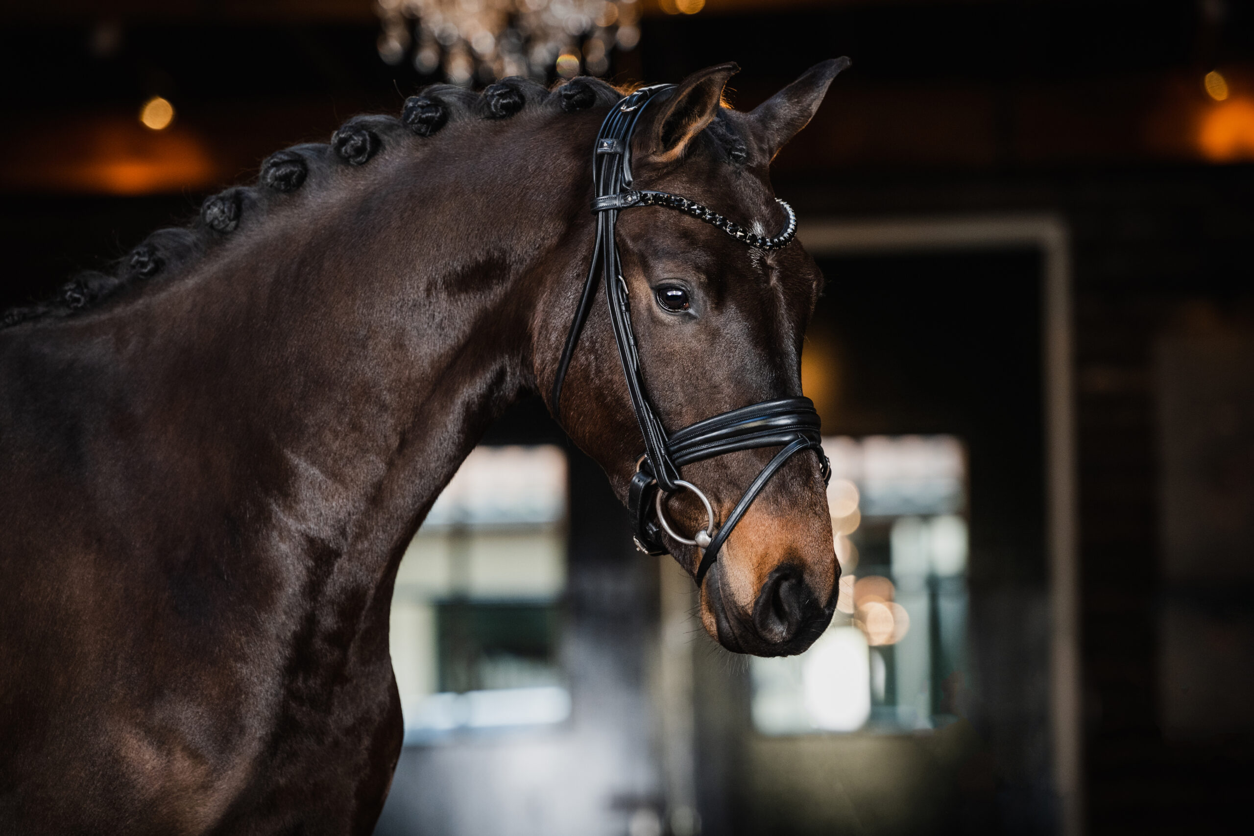 Foto 3 – O De Vie (Governor x Rhodium)