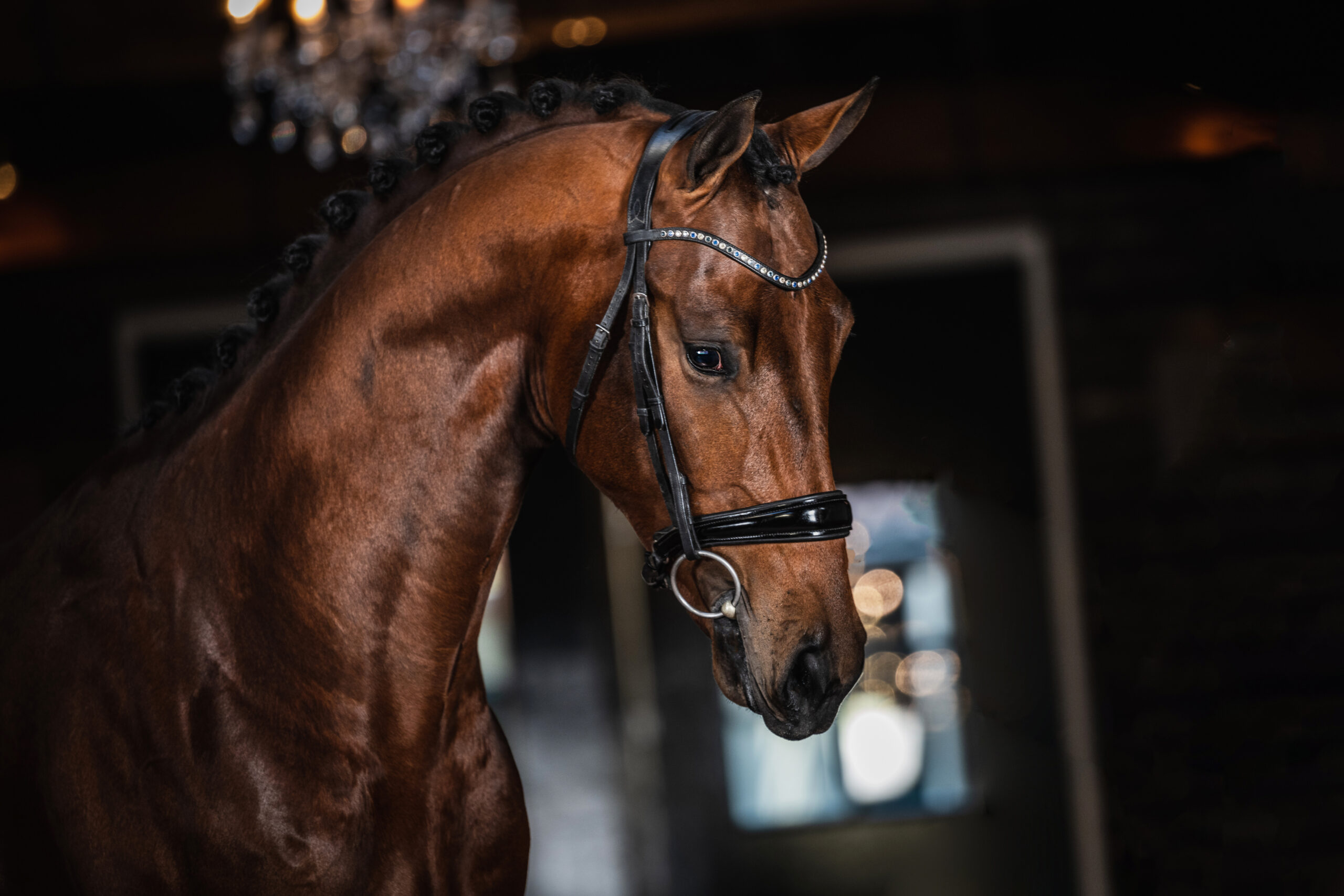 Foto 3 – O’Brien Nashland (Desperado x Negro)