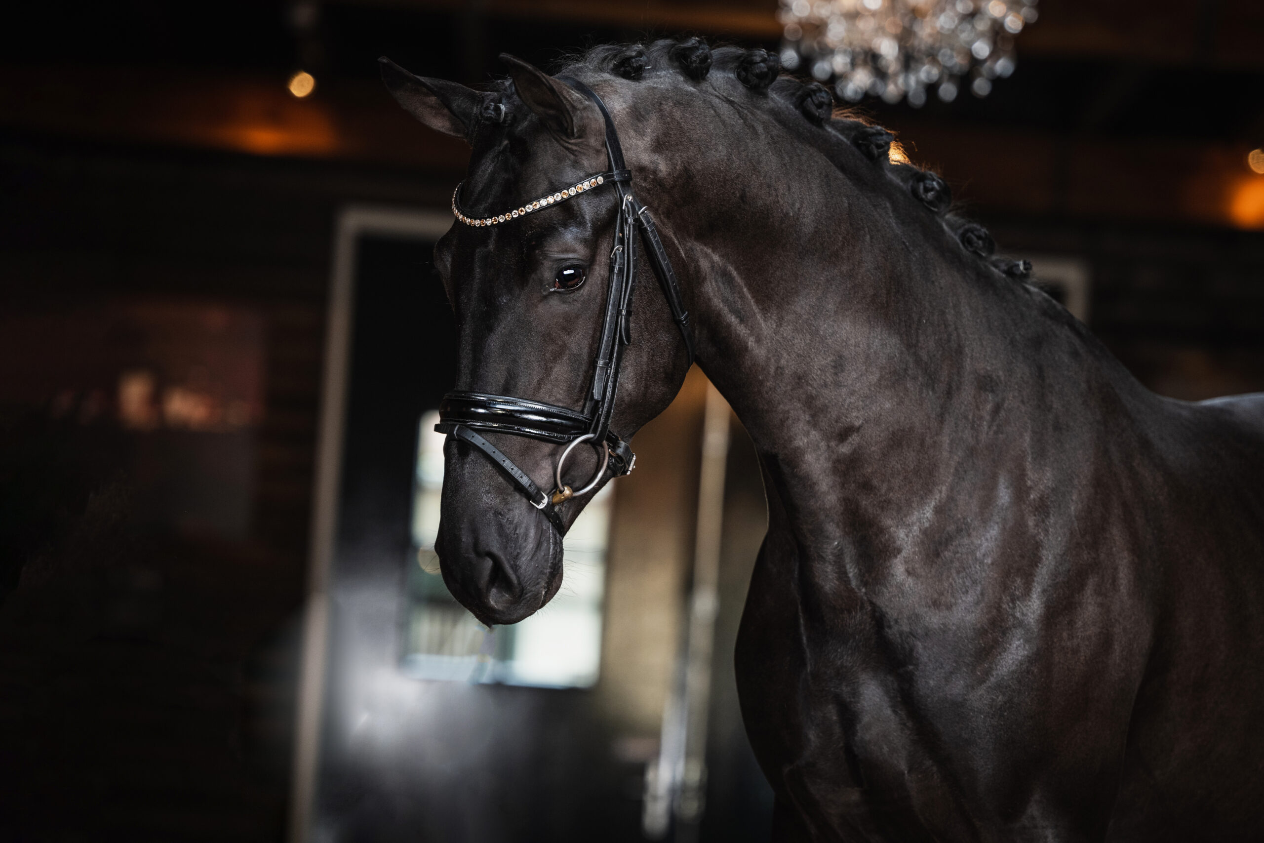 Foto 3 – Ovidius S (Negro x Lord Loxley)