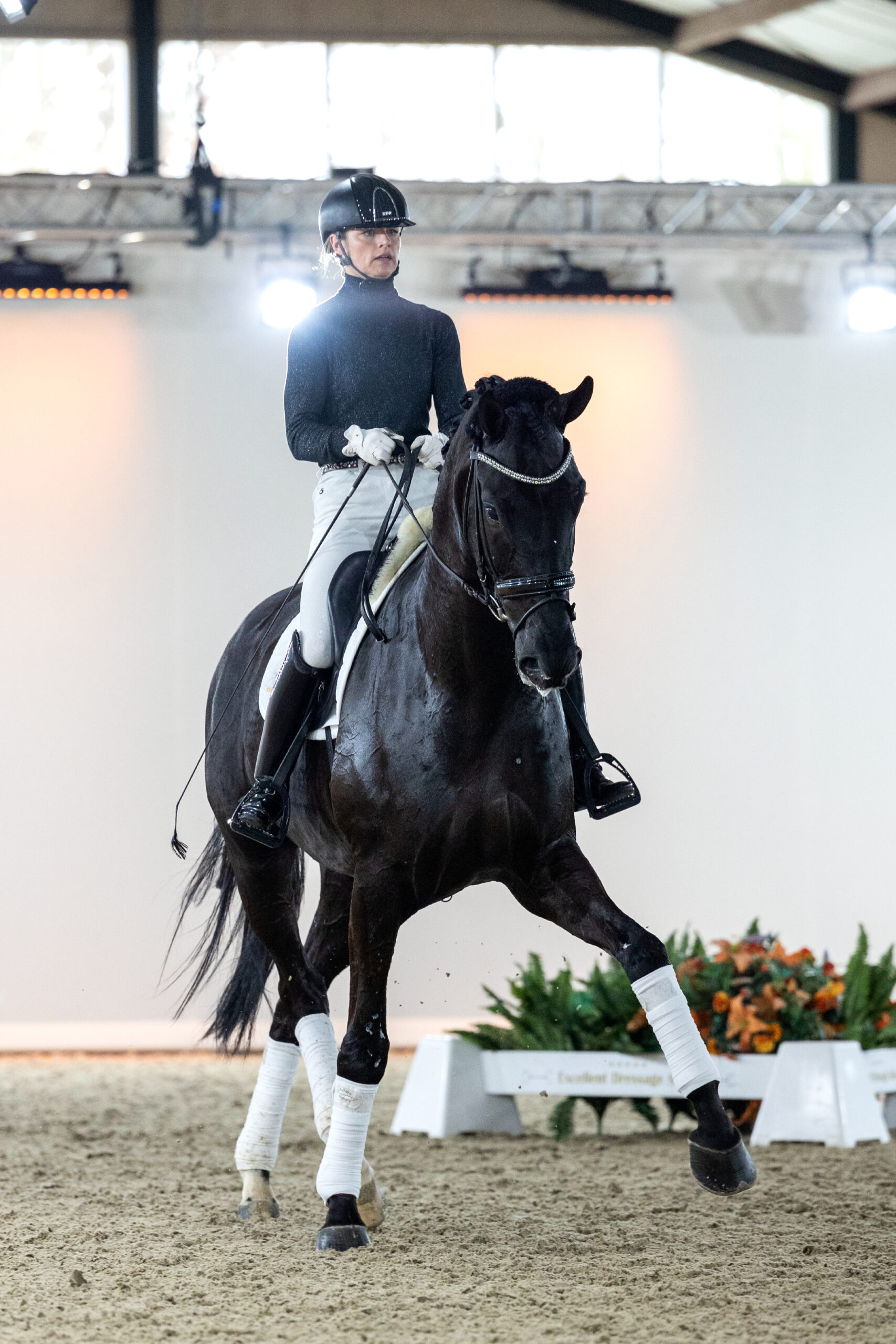 Foto 4 – MayorLordDesVallees(Ferdeaux X Samarant)-03