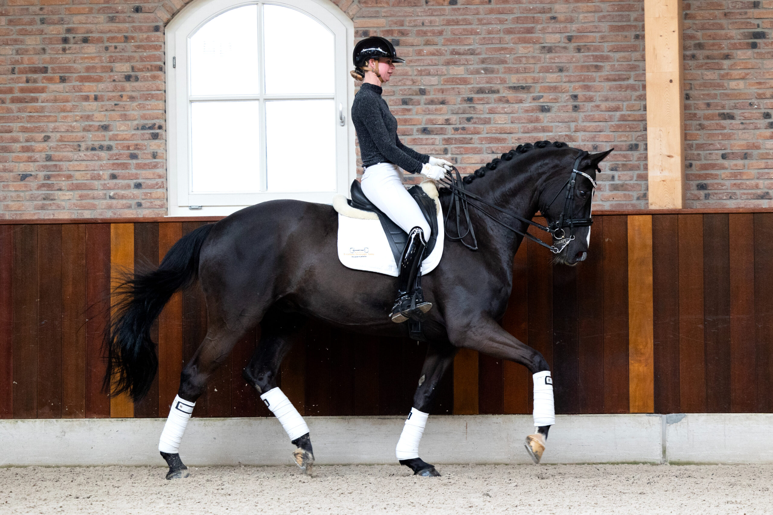 2 – Don Jour ( Don Frederico X Lauries Crusador )-3