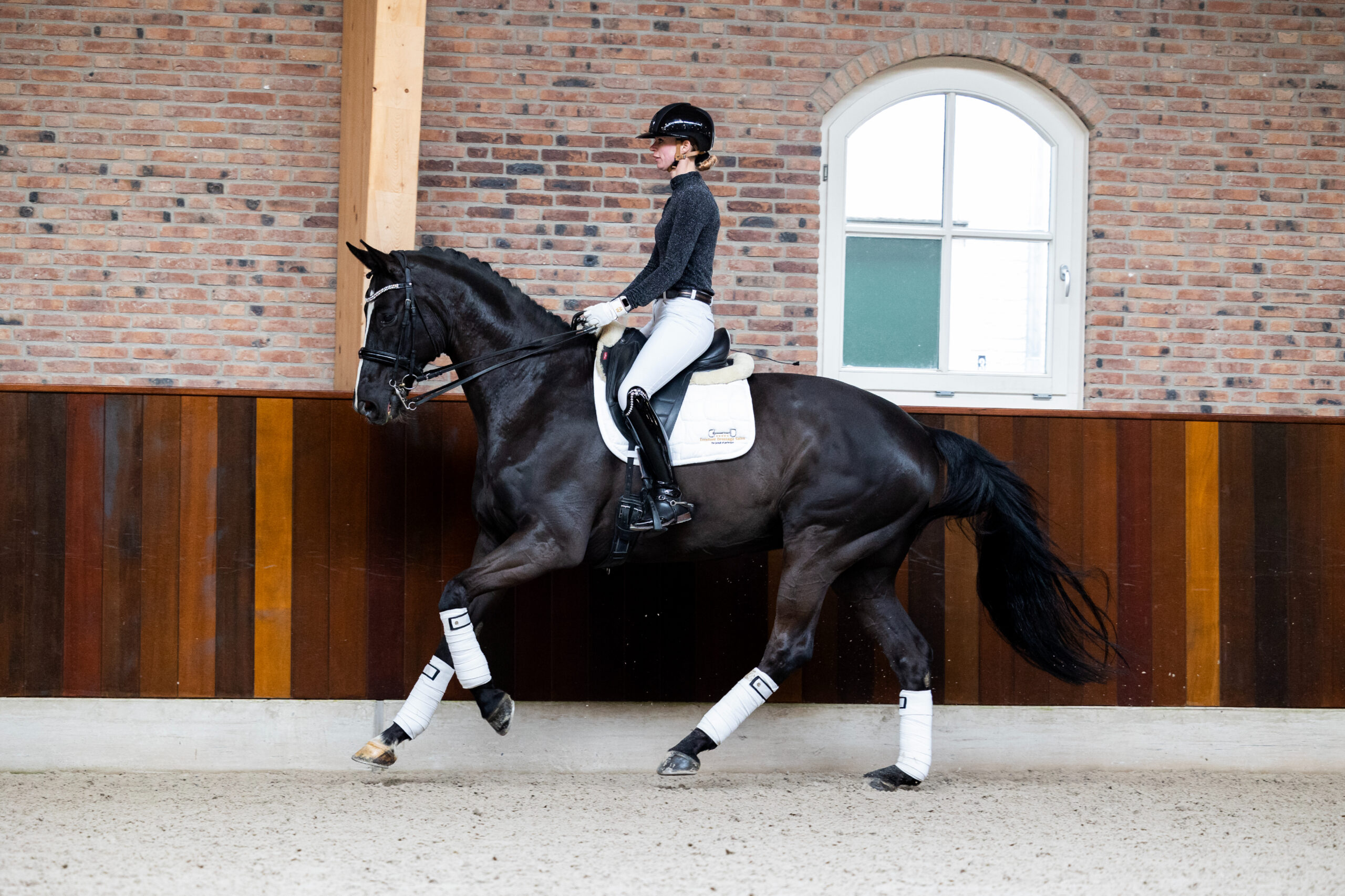 3 – Don Jour ( Don Frederico X Lauries Crusador )-7