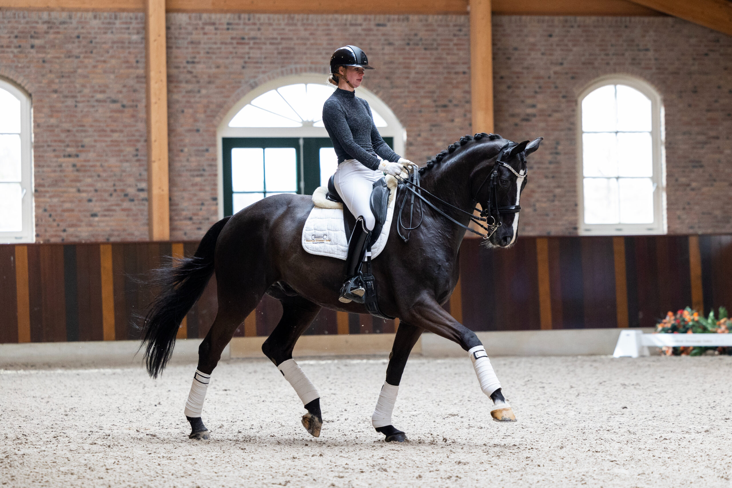 5 – Don Jour ( Don Frederico X Lauries Crusador )-5