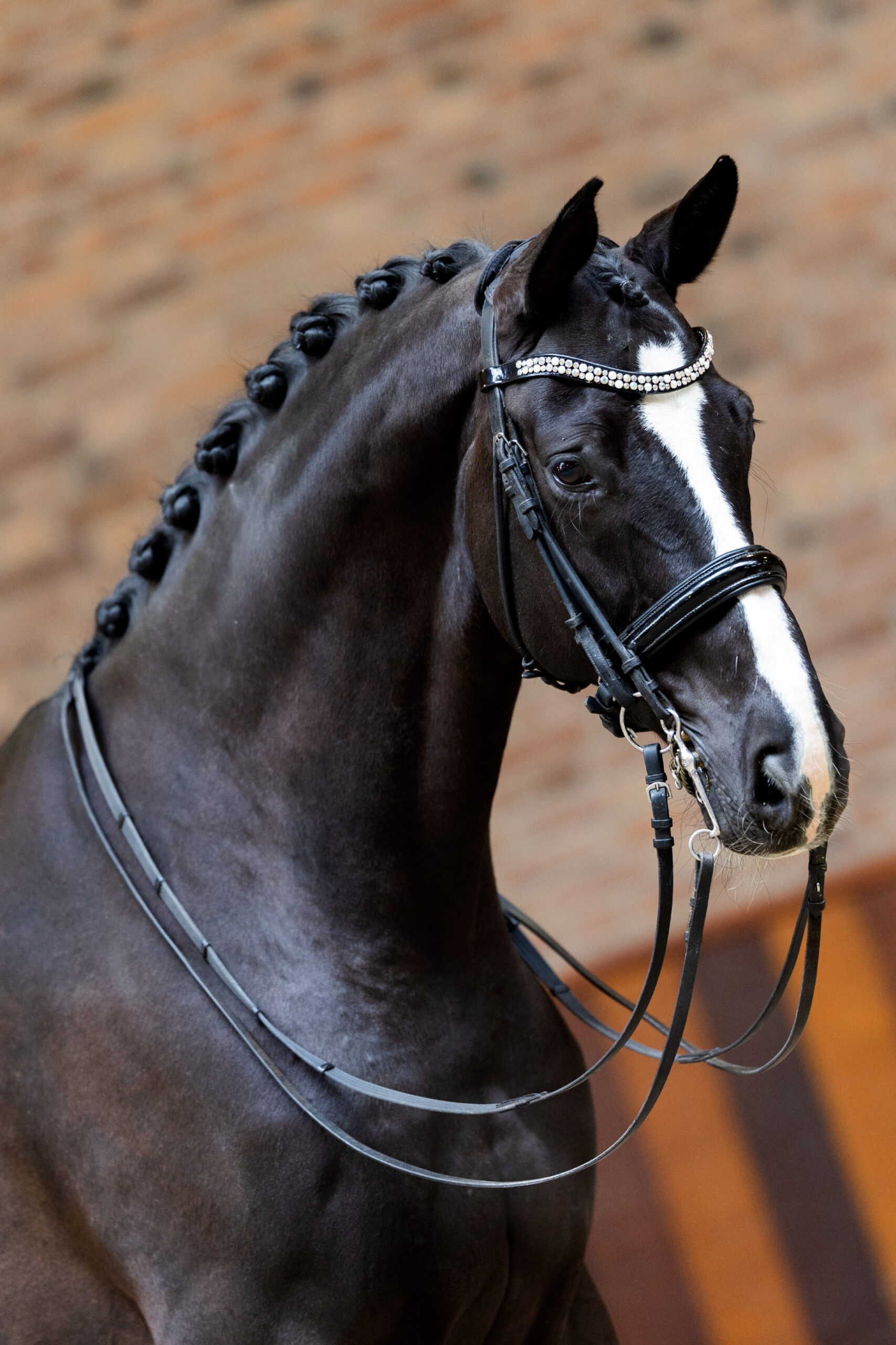 6 – Don Jour ( Don Frederico X Lauries Crusador )-1