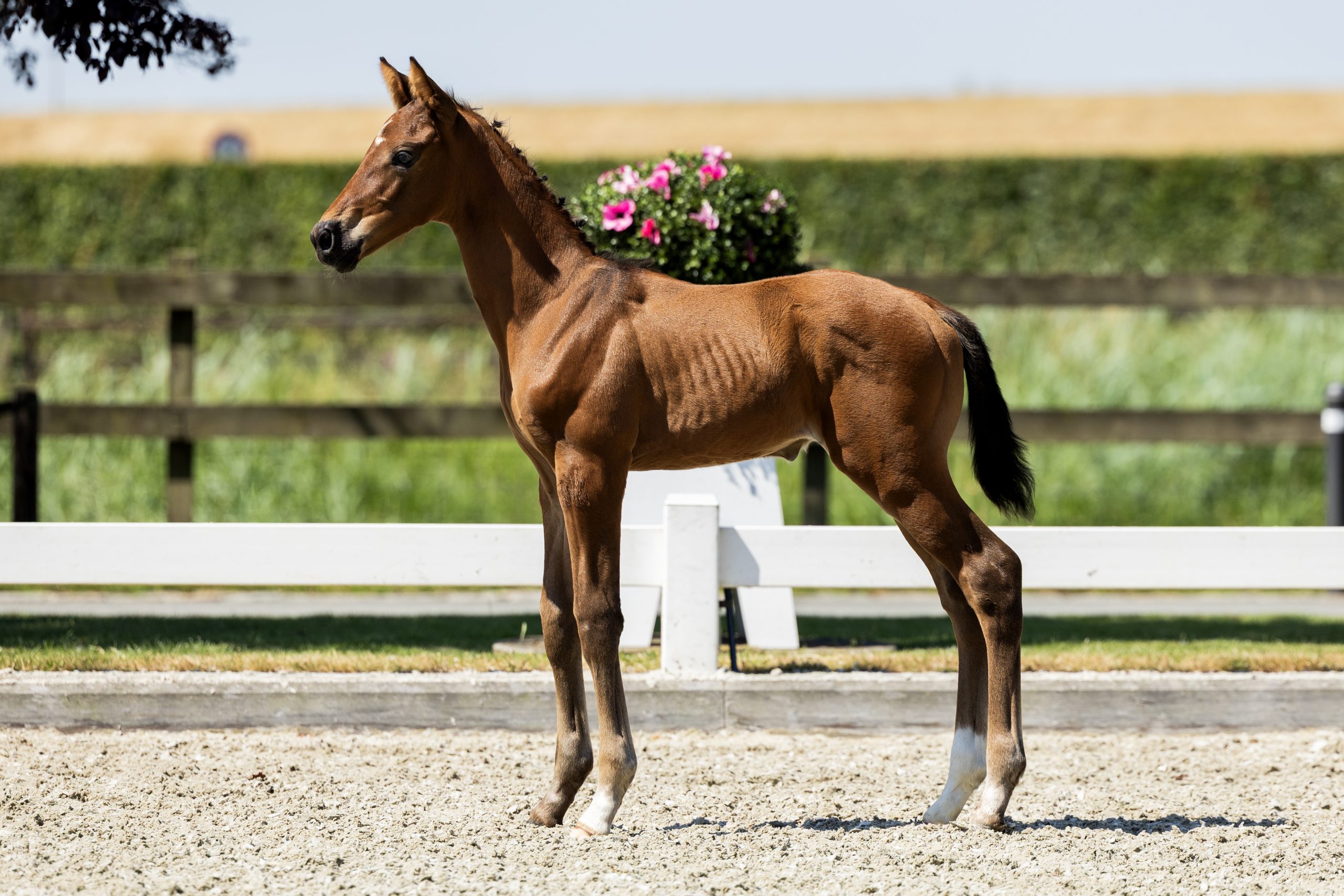 Woodstock S ( Glamourdale x Vivaldi )-02